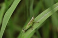 The green grasshopper Royalty Free Stock Photo