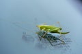 Green grasshopper is on a windshield and eats the remains of insects Royalty Free Stock Photo