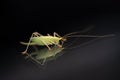 Green grasshopper is on a windshield and eats the remains of insects Royalty Free Stock Photo