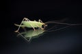 green grasshopper is on a windshield and eats the remains of insects Royalty Free Stock Photo