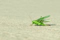 Green grasshopper wings raised