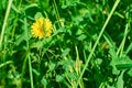 Green grasshopper on yellow dandelion in green grass. Royalty Free Stock Photo