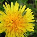 Green grasshopper on yellow flower