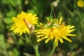 Green grasshopper on yellow flower, closeup Royalty Free Stock Photo