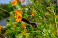 Green grasshopper on the yellow flower Royalty Free Stock Photo