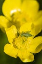 Green grasshopper on yellow flower Royalty Free Stock Photo