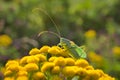 Green grasshopper on a yellow tansy flower on a blurred background. Royalty Free Stock Photo