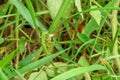 Green grasshoppers breeding on a nature background