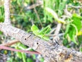 green grasshoppers on dry tree trunks?
