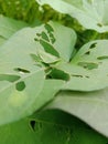 green grasshoppers eat cassava leaves