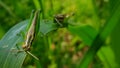 green grasshoppers eating the grass at the back of the garden