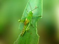 Green Grasshoppers