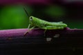 Green grasshopers with one eye blind hang on purple leaf with incredible shoot macro close up