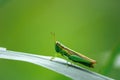 The Green grasshoppers perch on the leaves