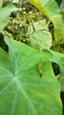 Green grasshoppers perched on taro leaves