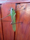 Green grasshoppers perched on a wooden wall