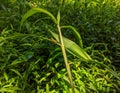 Green grasshoppers stick to tree branches