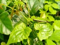 green grasshoppers that are very similar to leaves