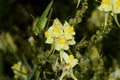 Green grasshoppers on a yellow flower