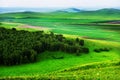 Green grassland