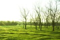 Green grassland