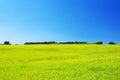 Green grassland against clear blue sky