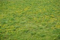 Green grassy field dotted with yellow flowers