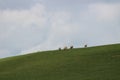 Five sheep on a hill