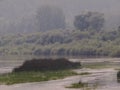 Green grassy island in the midst of river water against the backdrop of a misty shore with bushes and trees