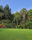 The green grassy lawn in an exotic park Royalty Free Stock Photo