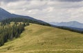 Green grassy meadow with grazing cows on background of woody mountain sunder blue sky. Beautiful summer landscape view mountains