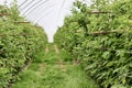 A green grassy path runs between long rows of raspberry canes supported by trellis wires inside a polytunnel greenhouse Royalty Free Stock Photo