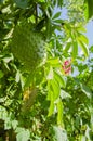 Green Graviola Among Leaves