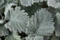 Green gray foliage with fuzzy texture