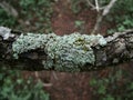 Green-gray lichen on tree branch in Swaziland