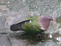 Green, gray, purple dove with ring and red beak,