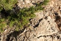 Green greek Juniperus excelsa fur on rock close-up