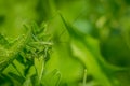 Green Ensifera on grass