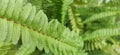 green green fern plant close-up potrait