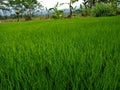 Greenspace tree rice garden beautiful Royalty Free Stock Photo