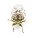 Green, grey and brown hieroglyphic cicada fly - Neocicada hieroglyphica - front top view isolated on white background Royalty Free Stock Photo