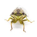 Green, grey and brown hieroglyphic cicada fly - Neocicada hieroglyphica - front view isolated on white background Royalty Free Stock Photo