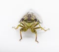 Green, grey and brown hieroglyphic cicada fly - Neocicada hieroglyphica - front view isolated on white background Royalty Free Stock Photo