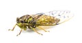 Green, grey and brown hieroglyphic cicada fly - Neocicada hieroglyphica - side profile view isolated on white background Royalty Free Stock Photo