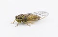 Green, grey and brown hieroglyphic cicada fly - Neocicada hieroglyphica - side profile view isolated on white background Royalty Free Stock Photo