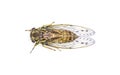 Green, grey and brown hieroglyphic cicada fly - Neocicada hieroglyphica - top dorsal view isolated on white background Royalty Free Stock Photo