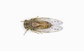 Green, grey and brown hieroglyphic cicada fly - Neocicada hieroglyphica - top dorsal view isolated on white background Royalty Free Stock Photo