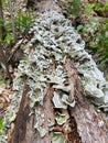 Green and grey fungus or mushroom on rotting log Royalty Free Stock Photo