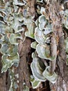 Green and grey fungus or mushroom on rotting log Royalty Free Stock Photo