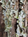 Green and grey fungus or mushroom on rotting log Royalty Free Stock Photo